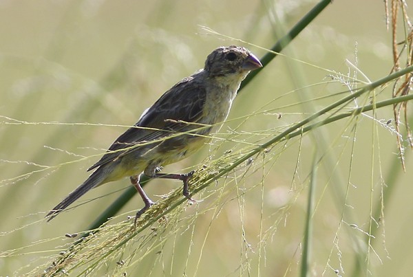 Grassland Yellow-Finch - ML40719221