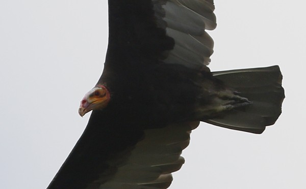 Lesser Yellow-headed Vulture - Ted Keyel