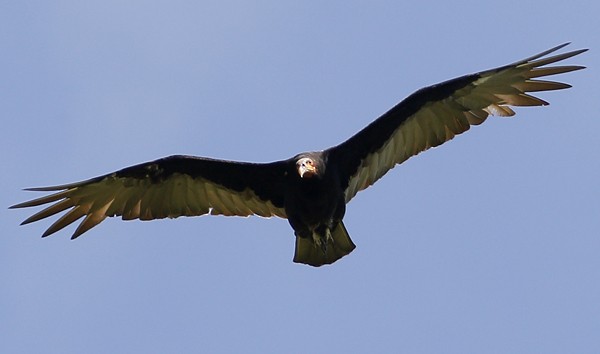 Lesser Yellow-headed Vulture - ML40719391
