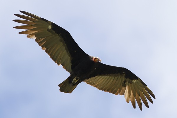 Lesser Yellow-headed Vulture - ML40719401