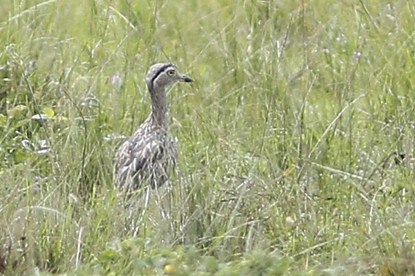 Double-striped Thick-knee - ML40719431