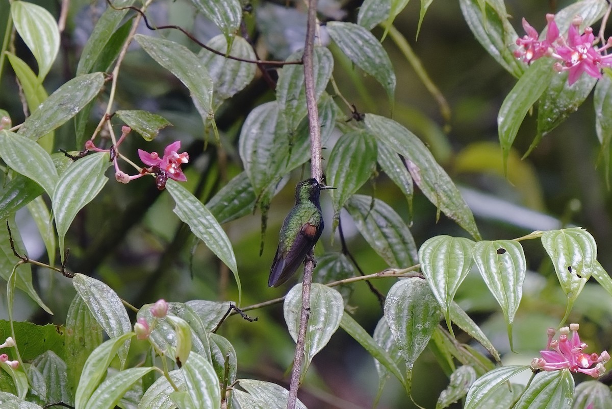 Black-bellied Hummingbird - ML407194671