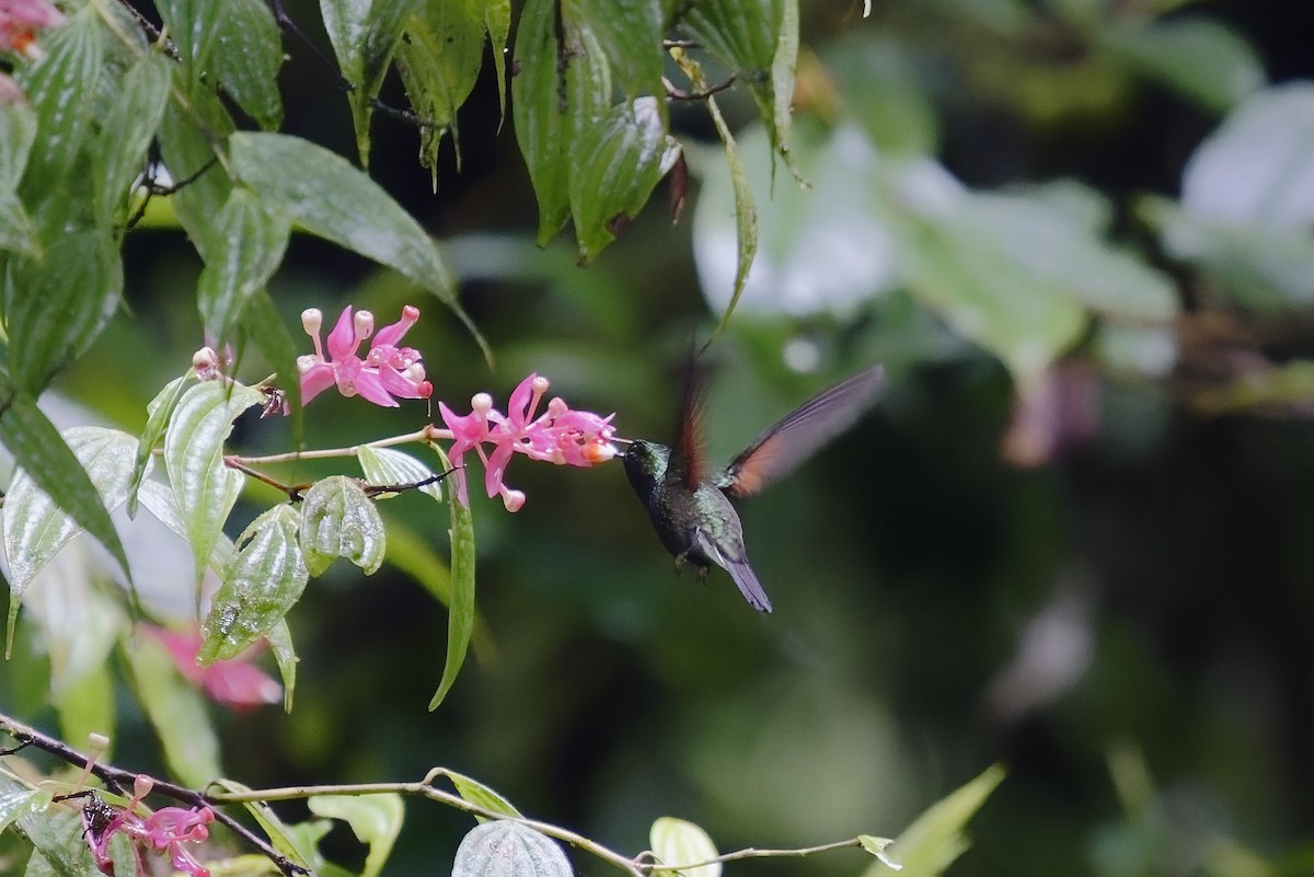Black-bellied Hummingbird - ML407194681