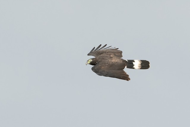 Hook-billed Kite