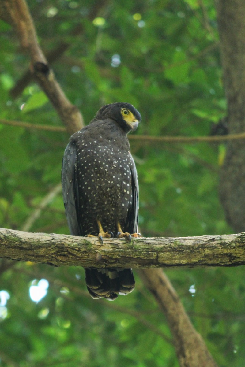 Andaman Serpent-Eagle - Malay Adak