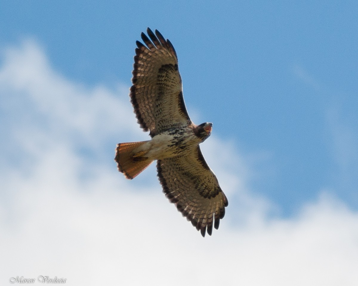 Red-tailed Hawk - ML407208391