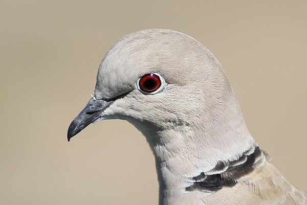 Eurasian Collared-Dove - Ted Keyel