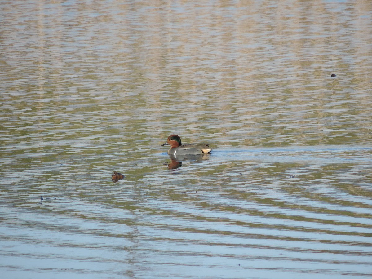 Green-winged Teal - ML40721461