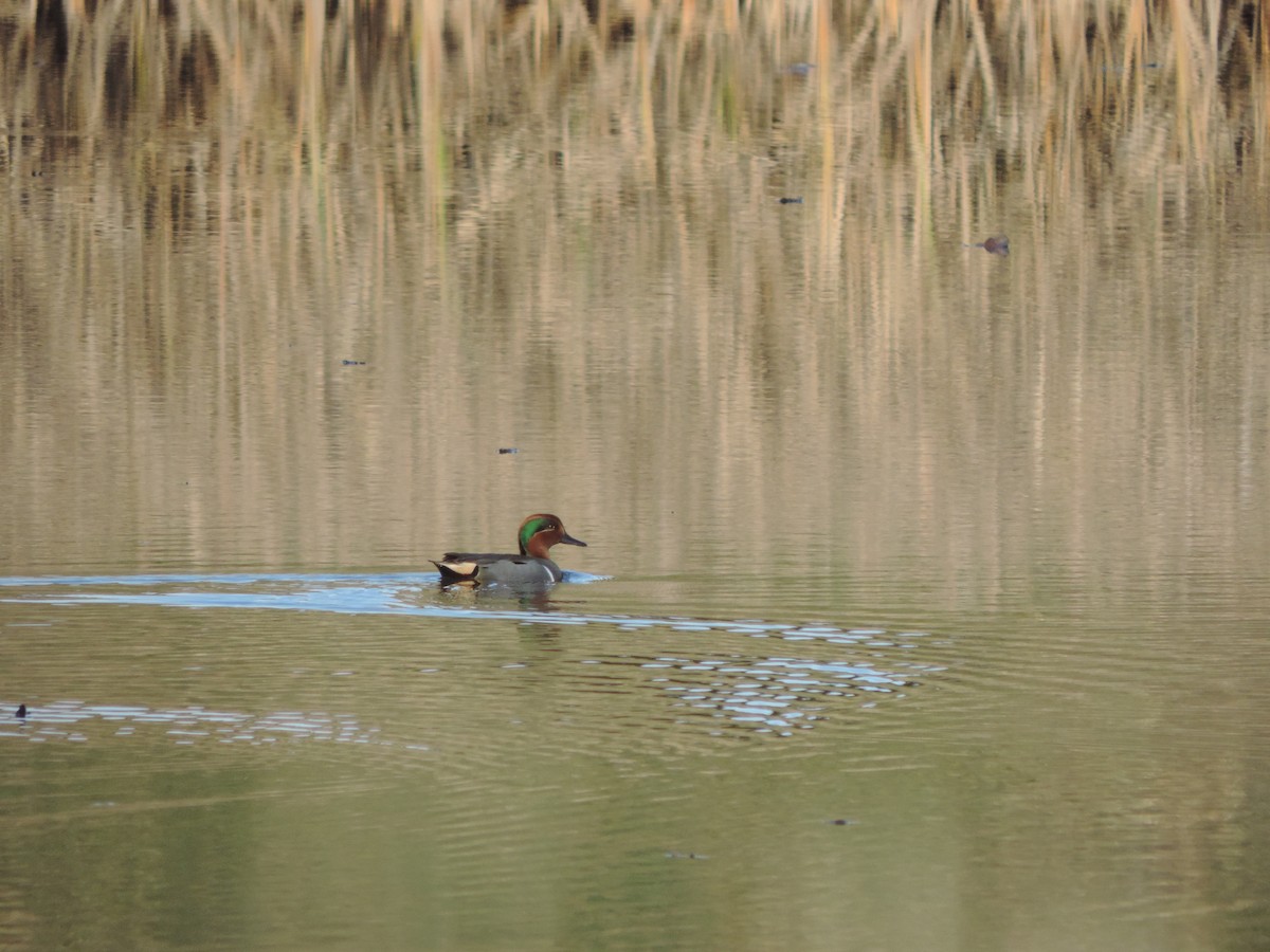 Green-winged Teal - ML40721541