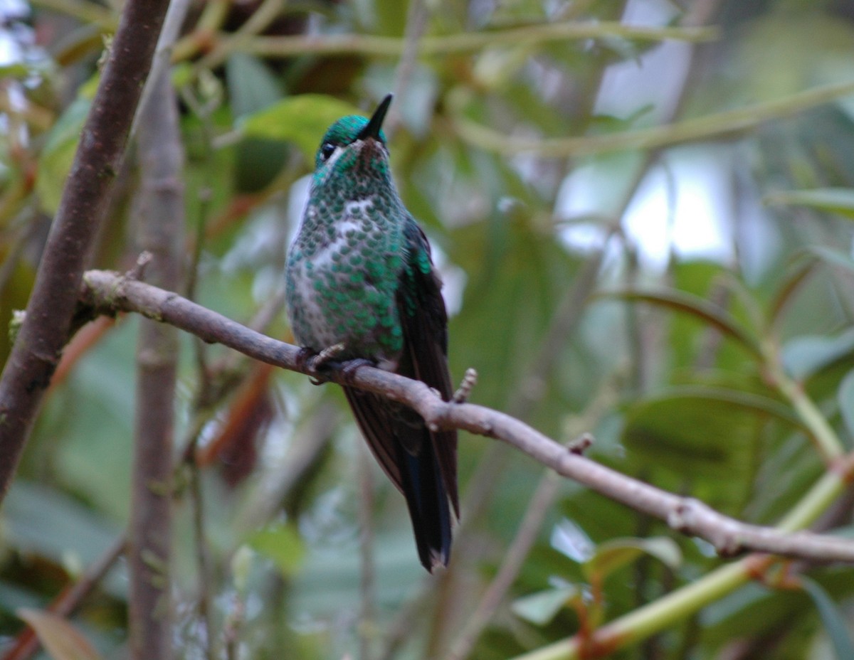 Green-crowned Brilliant - ML407216081