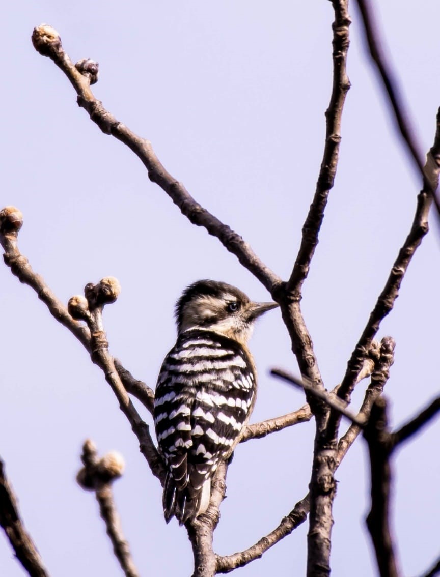 Gray-capped Pygmy Woodpecker - ML407216691