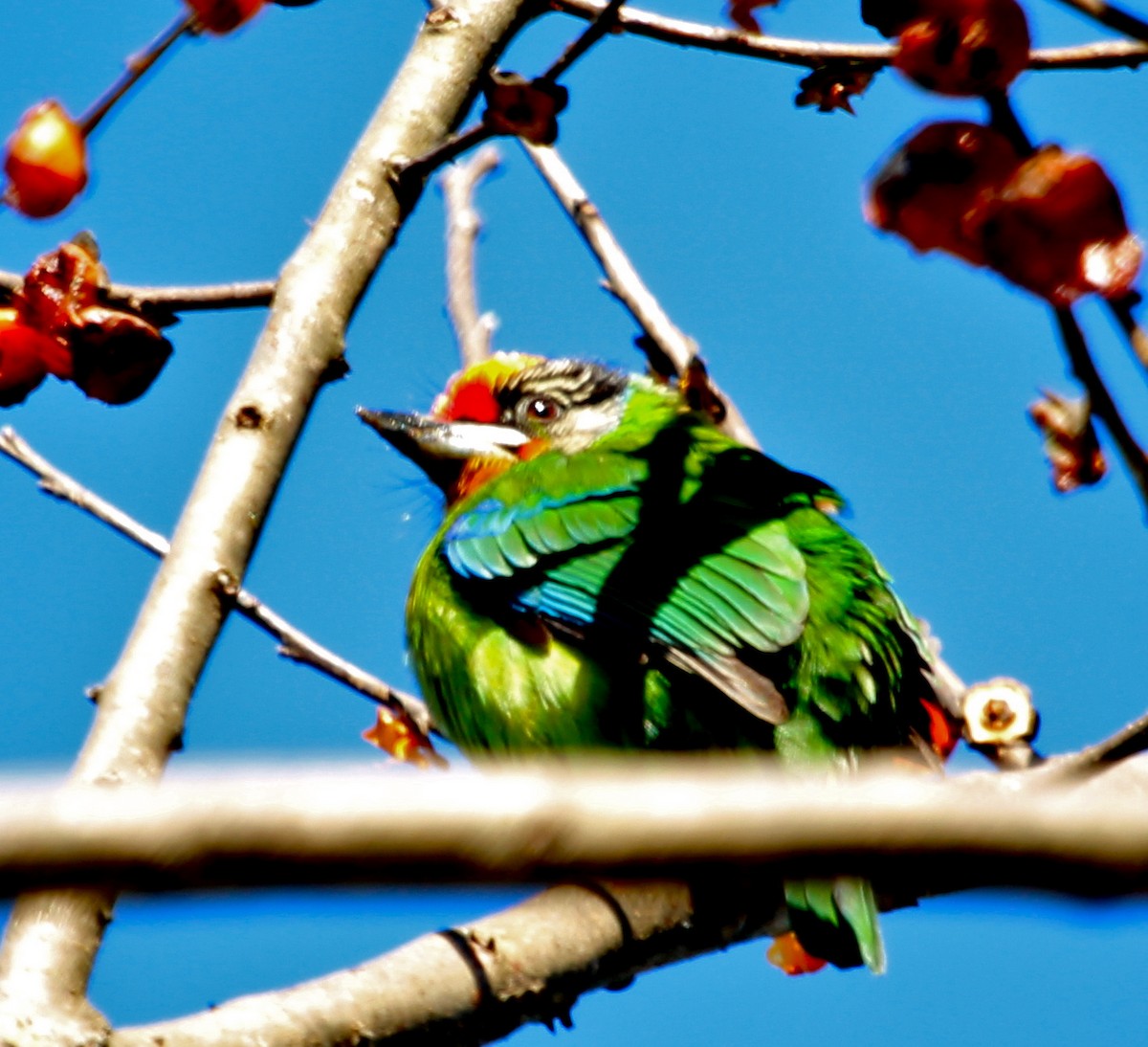 Golden-throated Barbet - J.A. Smith