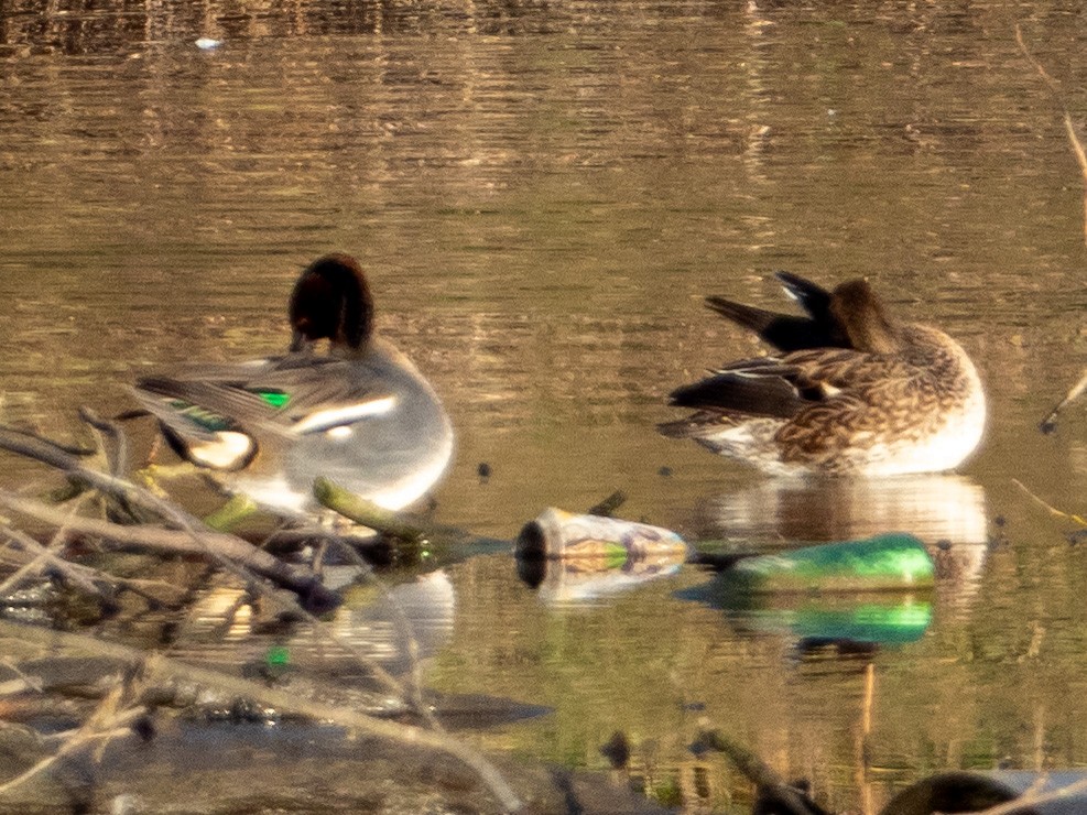 Green-winged Teal - ML407222071