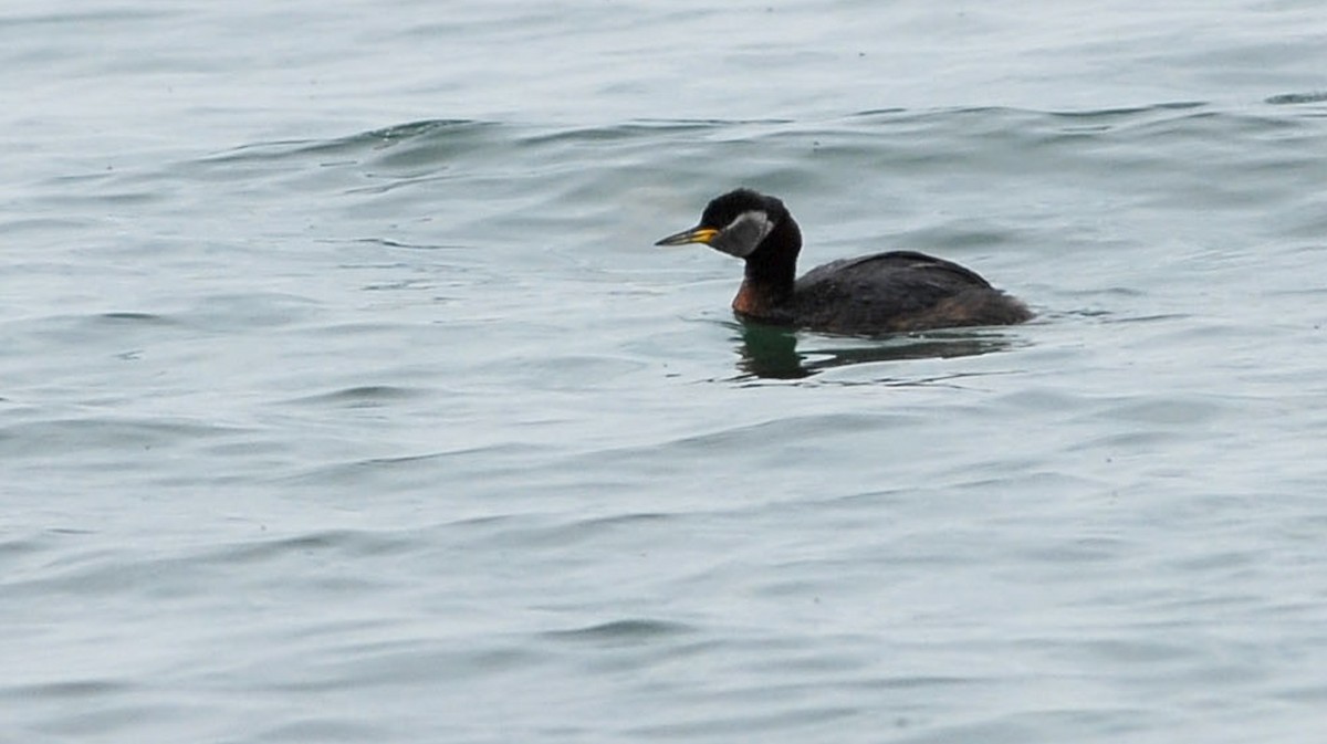 Red-necked Grebe - ML407223371