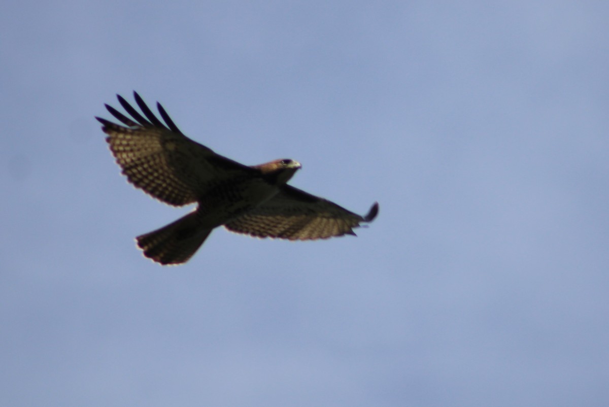 Red-tailed Hawk (fuertesi) - ML407226241