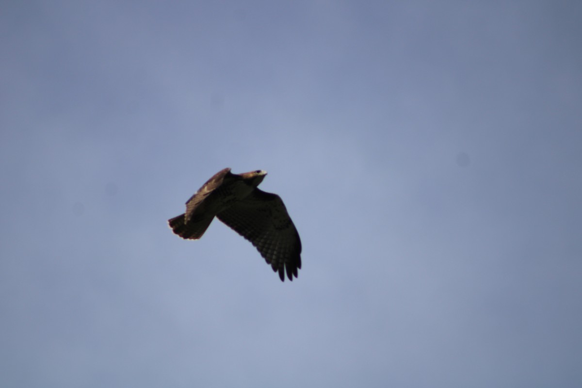 Red-tailed Hawk (fuertesi) - ML407226271