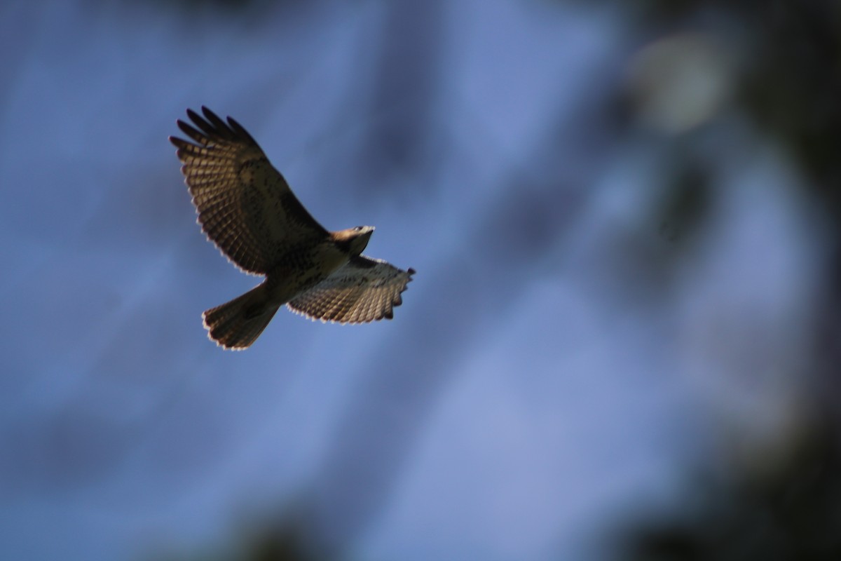 Red-tailed Hawk (fuertesi) - ML407226311