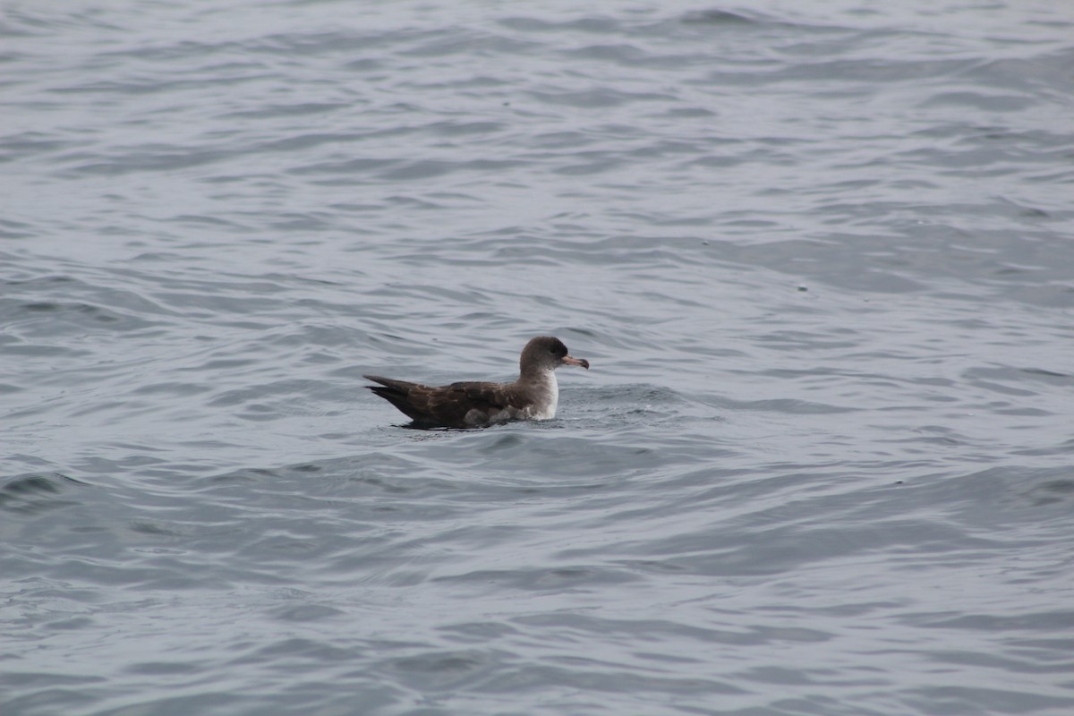 Pink-footed Shearwater - ML407230371
