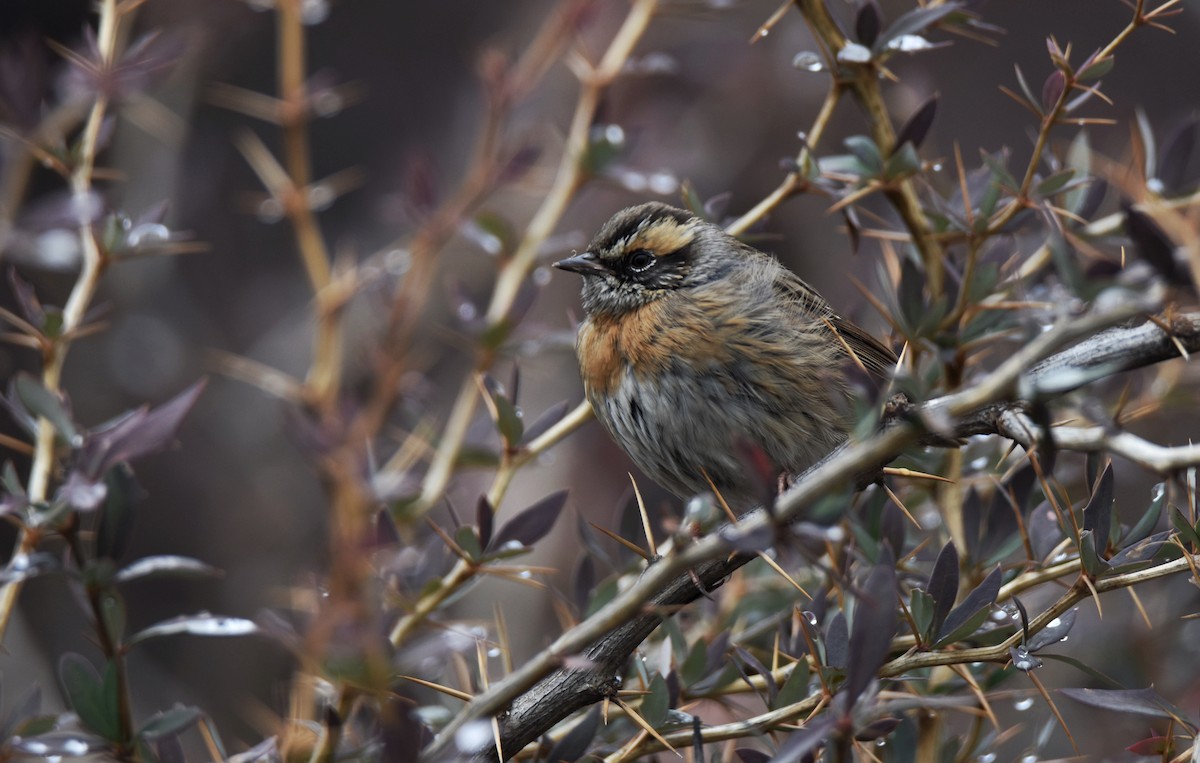 Rufous-breasted Accentor - ML407230571