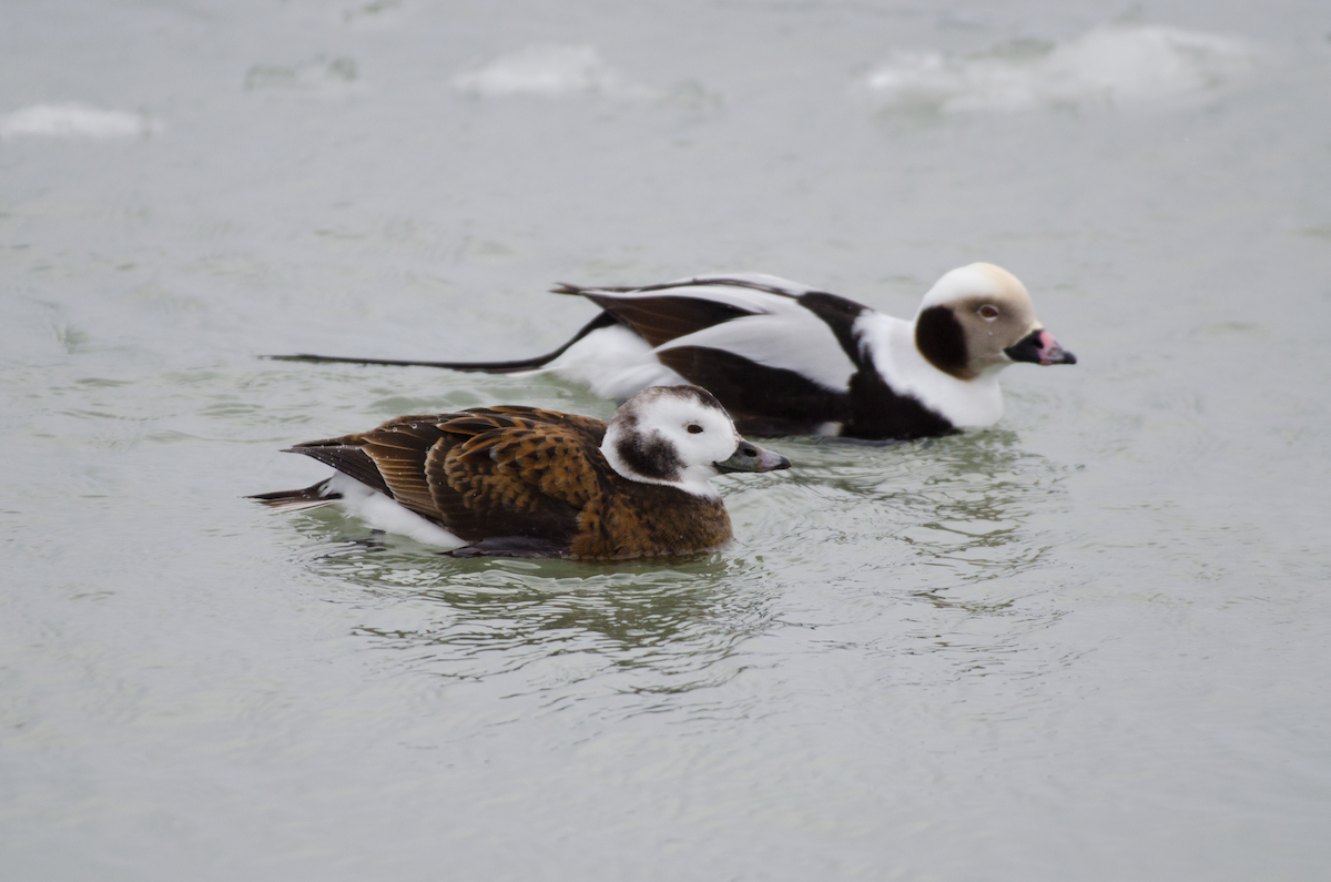Long-tailed Duck - ML407240631