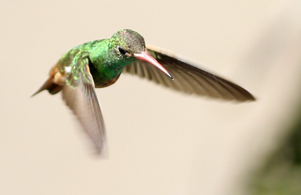 Buff-bellied Hummingbird - ML40724441