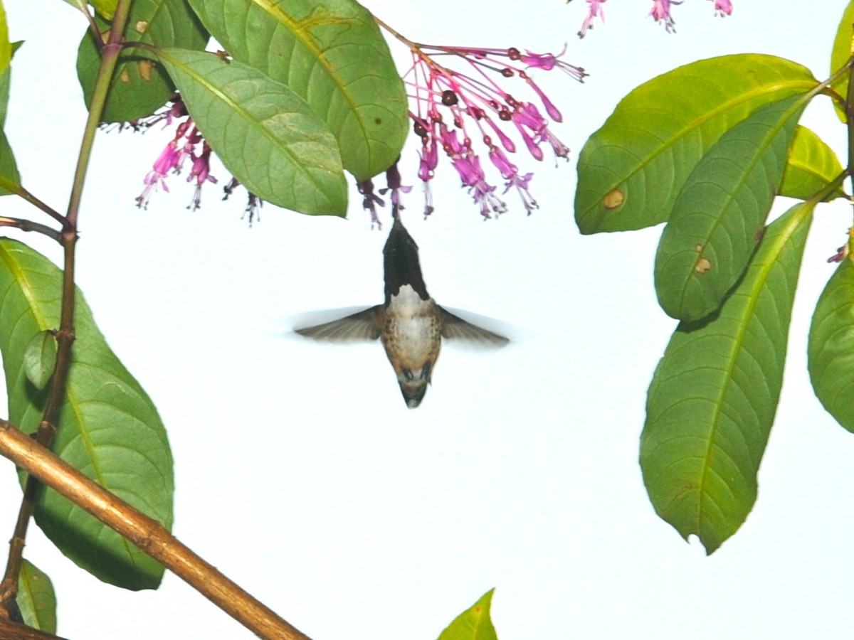 Wine-throated Hummingbird - ML40724451