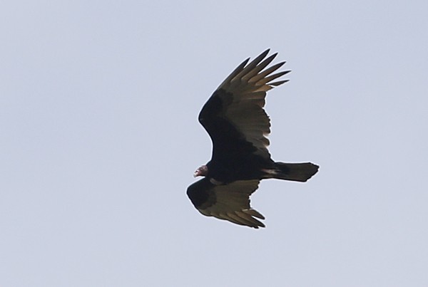 Turkey Vulture - ML40724481