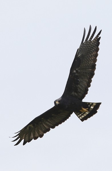 Zone-tailed Hawk - ML40724501