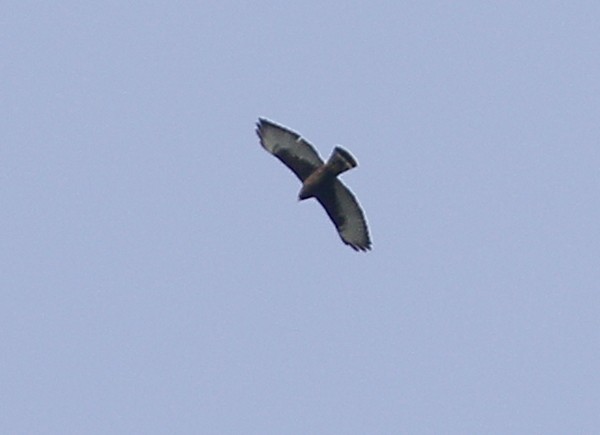 Broad-winged Hawk - ML40724521