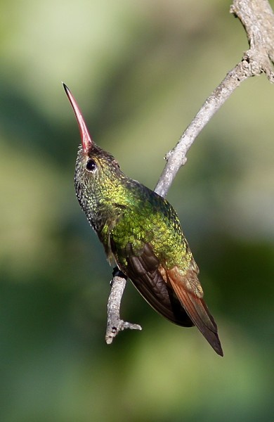 Buff-bellied Hummingbird - ML40724611