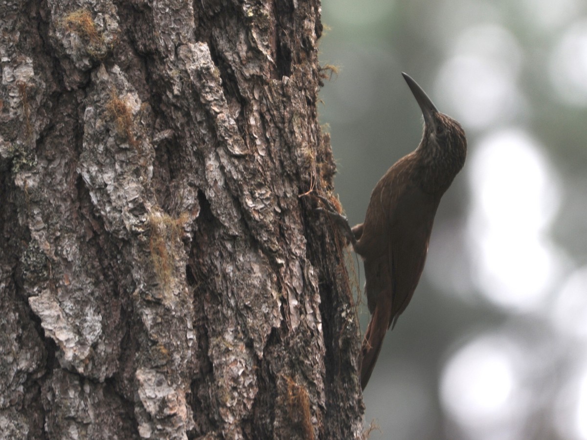 Strong-billed Woodcreeper - ML40724621