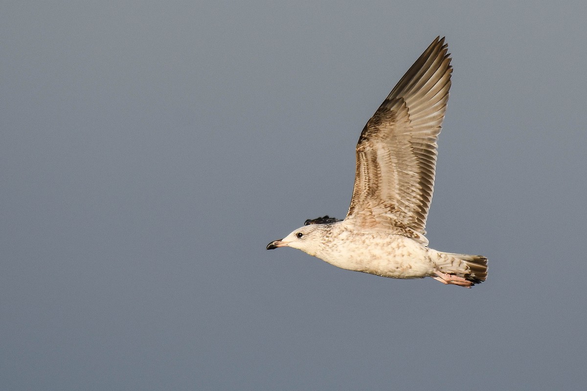 Common Gull (European) - Itamar Donitza