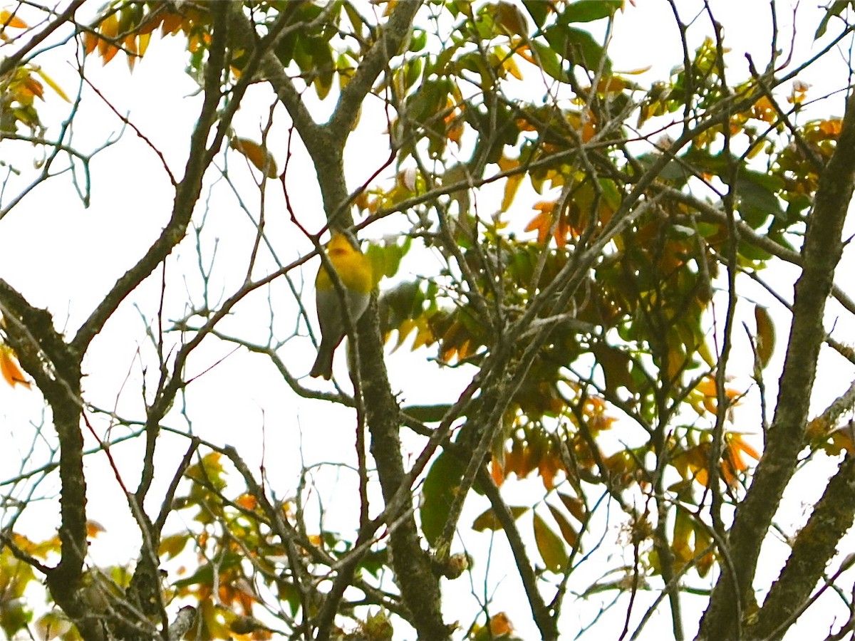 Crescent-chested Warbler - Alan Van Norman