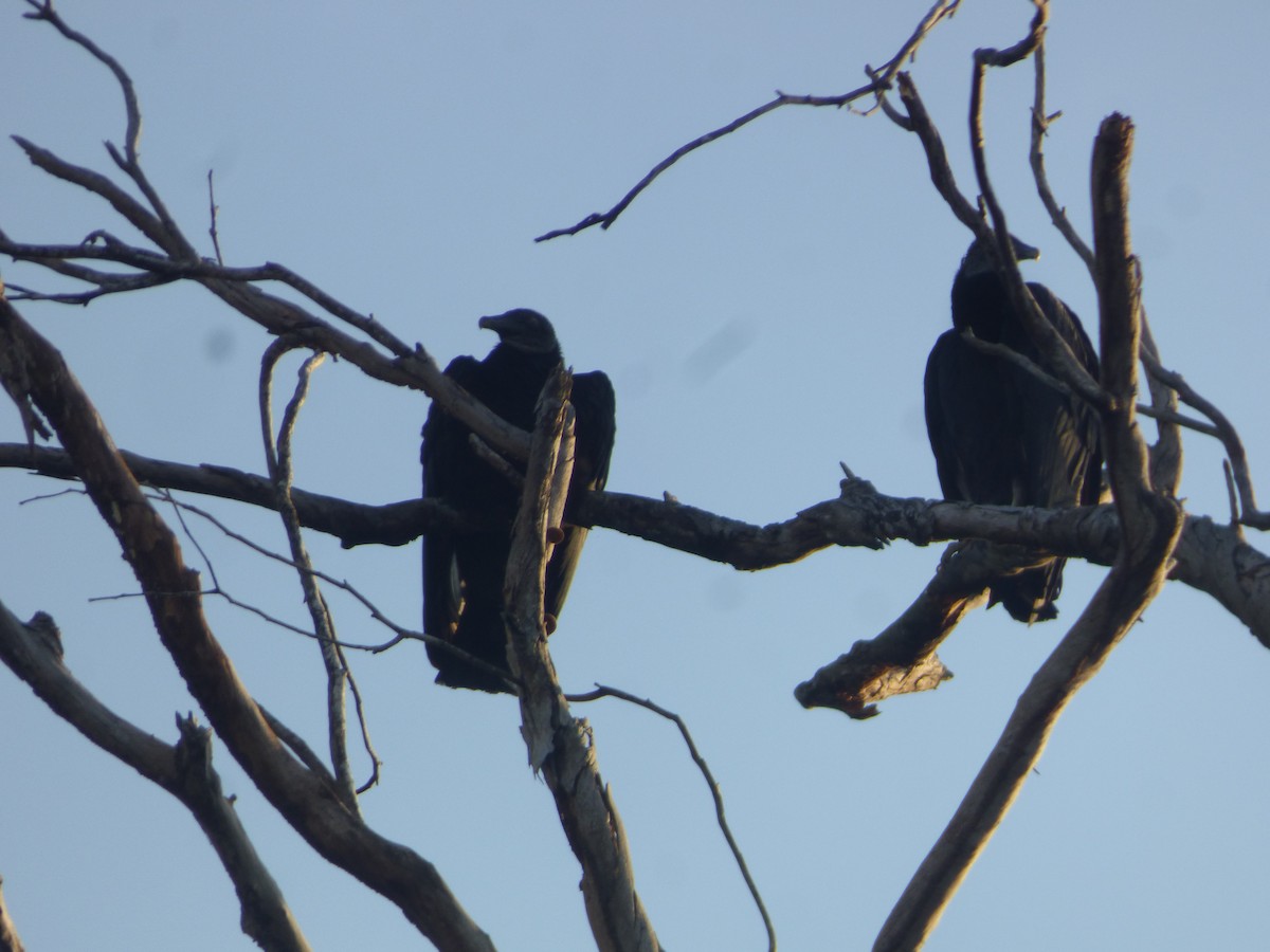 Black Vulture - Cenaida Moncada