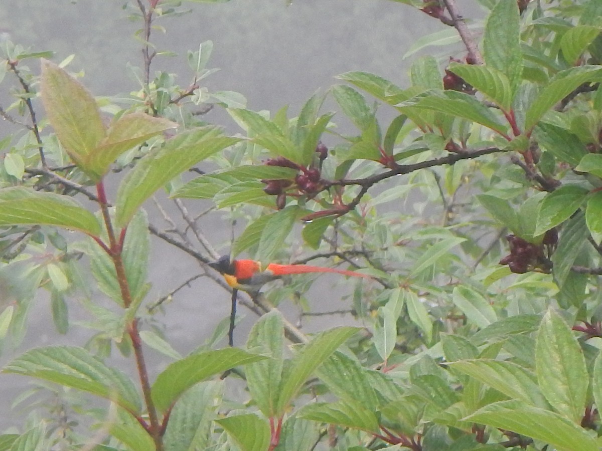 Fire-tailed Sunbird - ML407258681