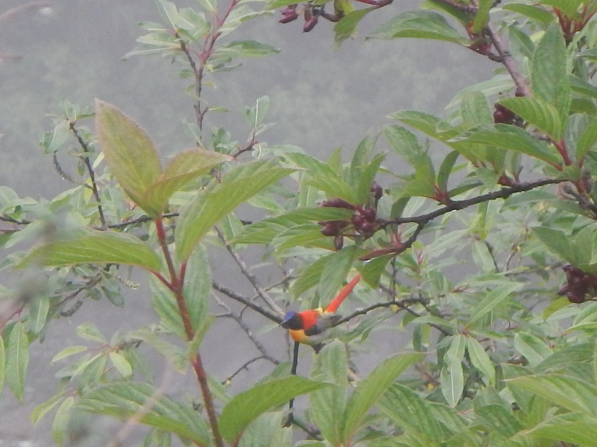 Fire-tailed Sunbird - ML407258711