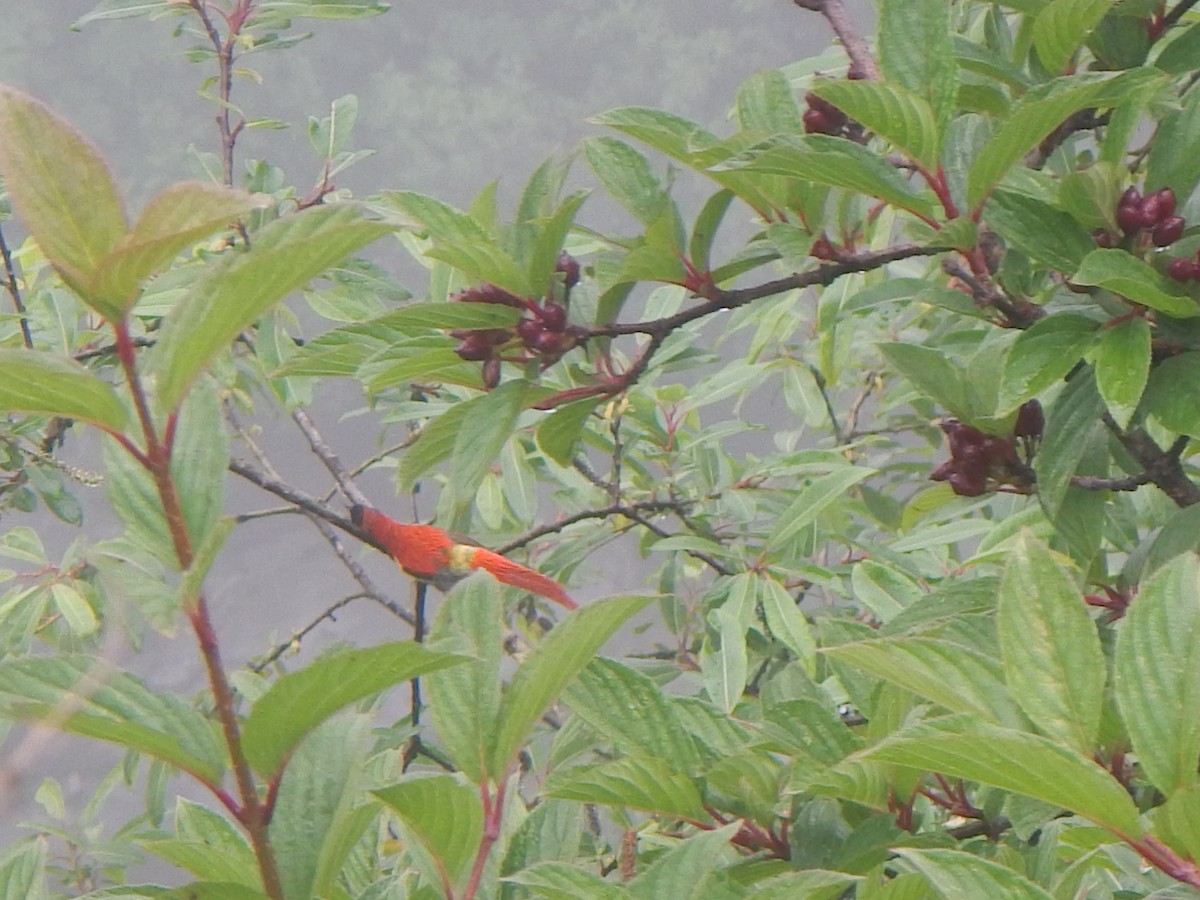 Fire-tailed Sunbird - Tim Martin