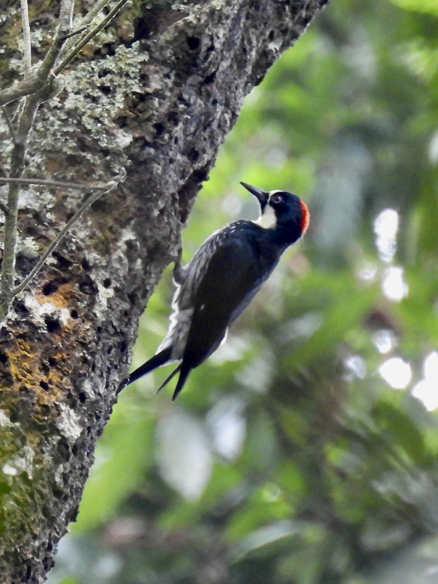 Acorn Woodpecker - Steve Bielamowicz