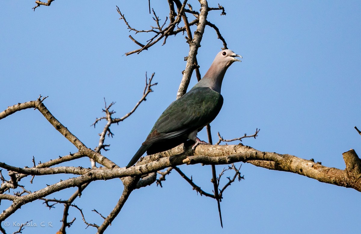 Green Imperial-Pigeon - ML407258981
