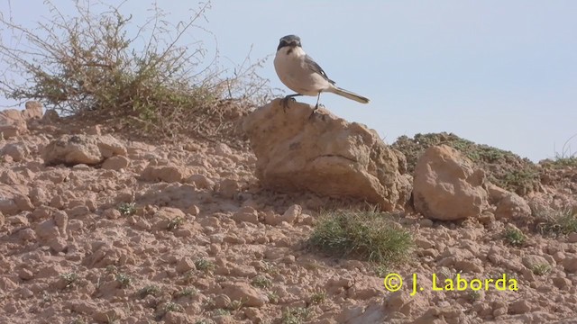 Iberian Gray Shrike - ML407262521
