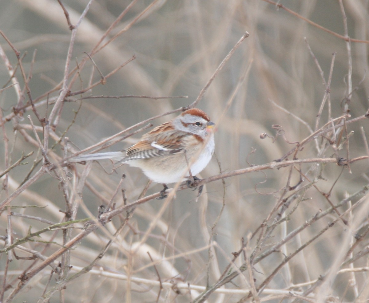 American Tree Sparrow - ML407262581