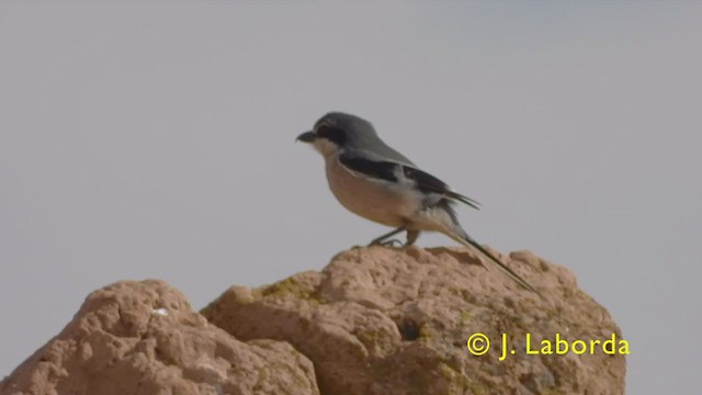 Iberian Gray Shrike - ML407262661