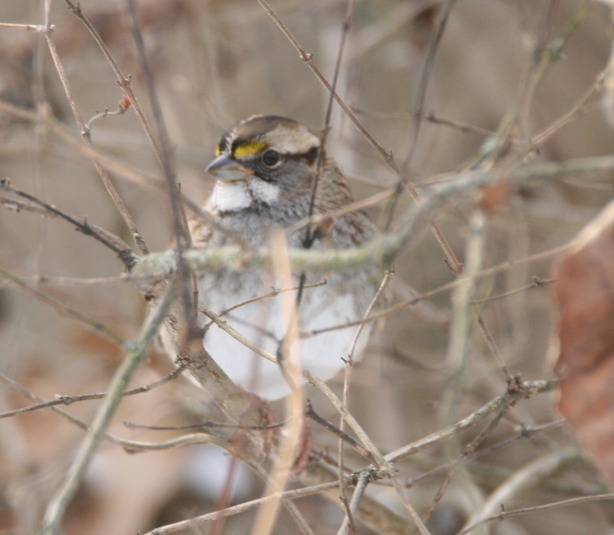 White-throated Sparrow - ML407262701