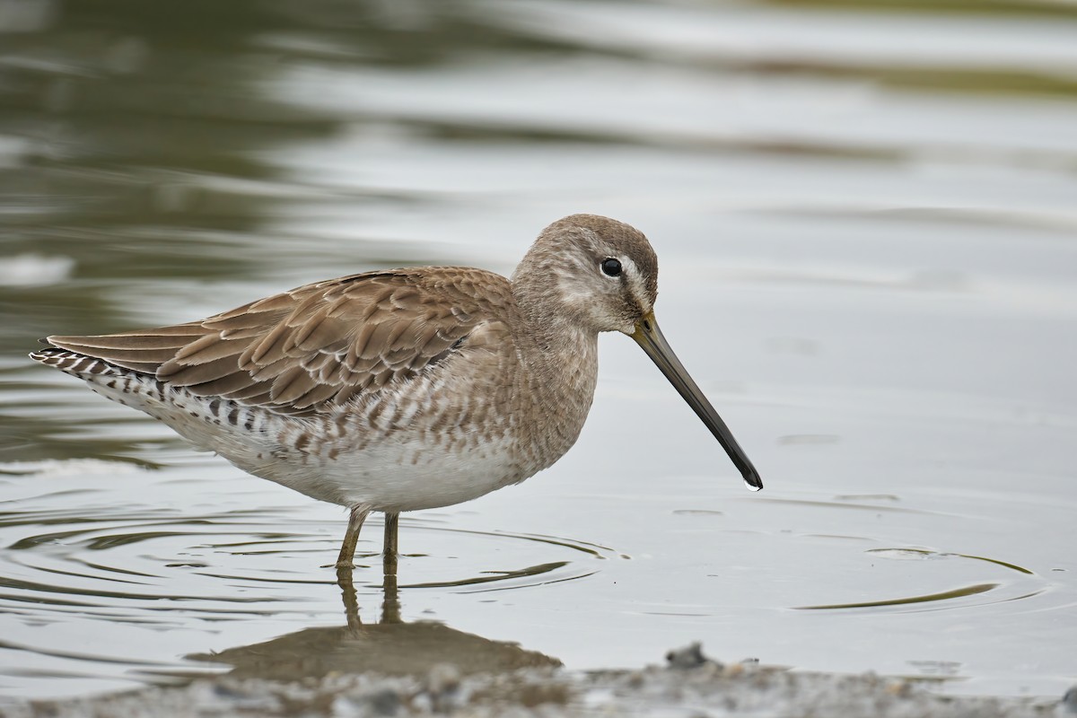 Long-billed Dowitcher - ML407264831