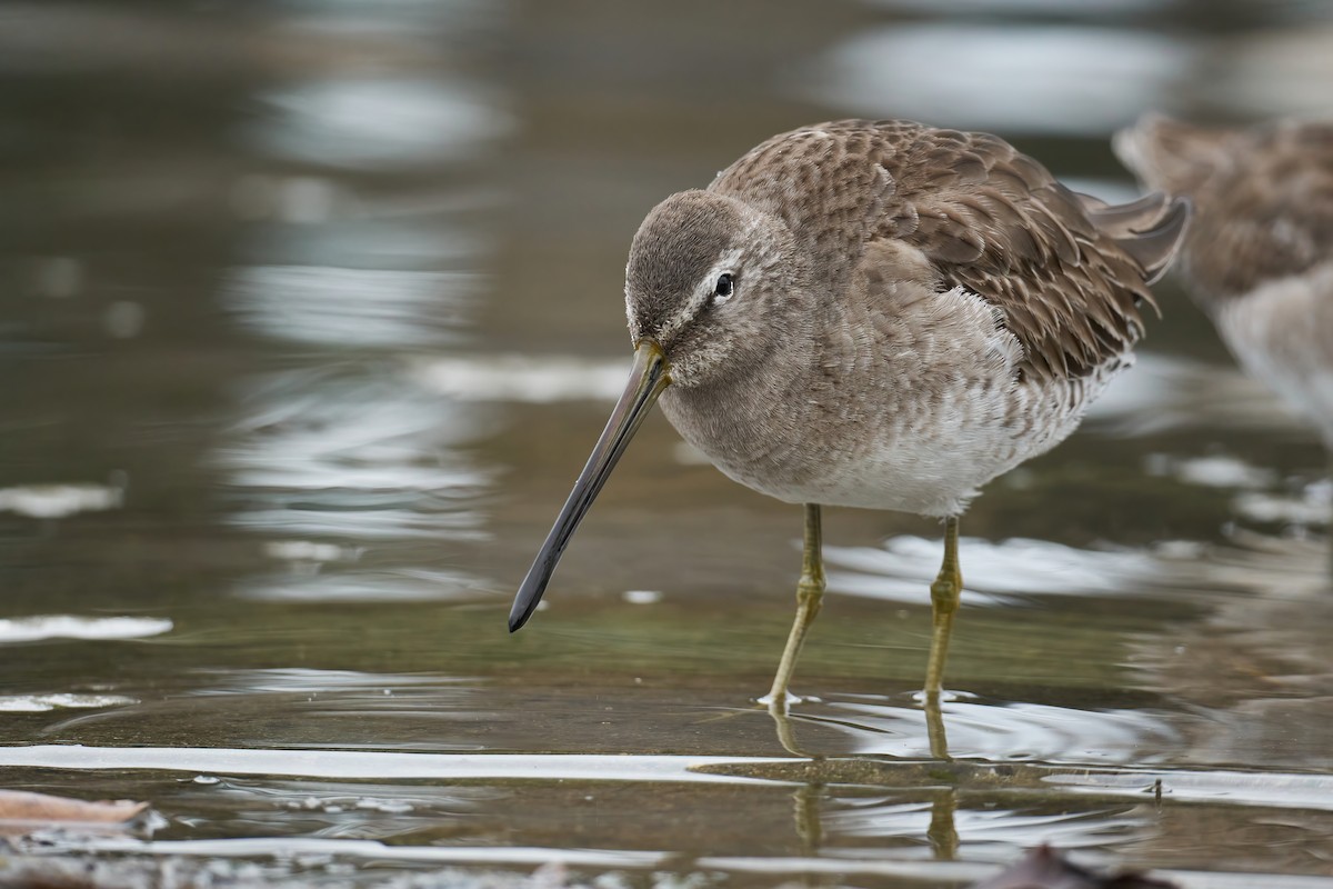 Long-billed Dowitcher - ML407264861