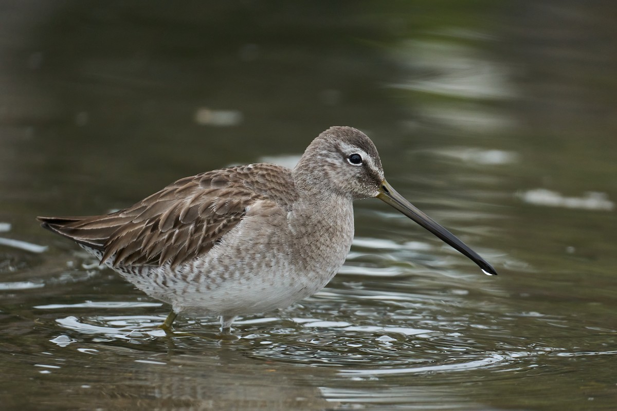 Long-billed Dowitcher - Grigory Heaton