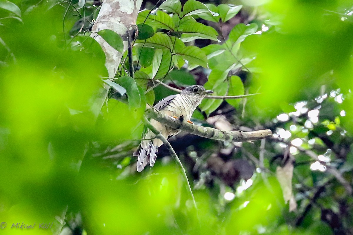 Olive Long-tailed Cuckoo - ML407265661