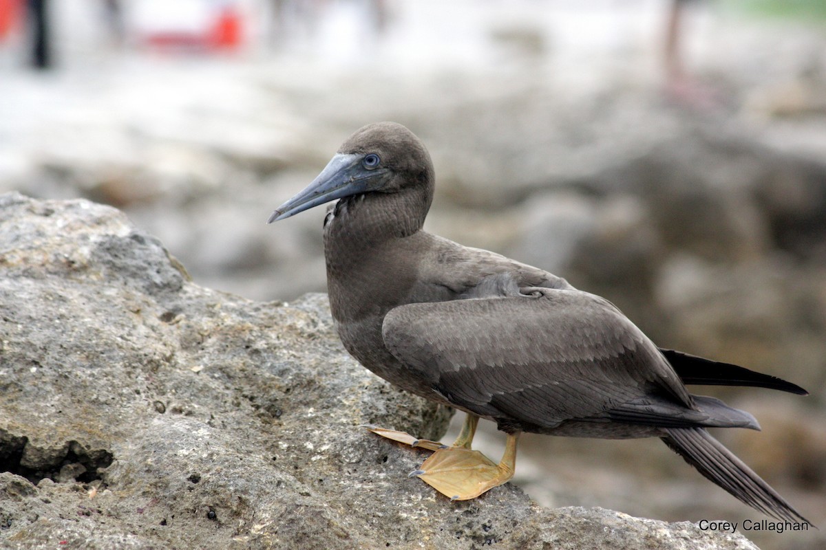 Brown Booby - ML40726671