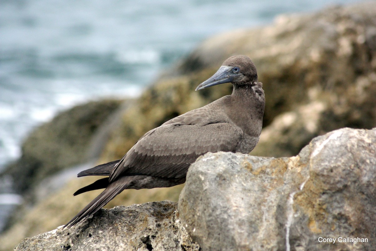 Brown Booby - ML40726681