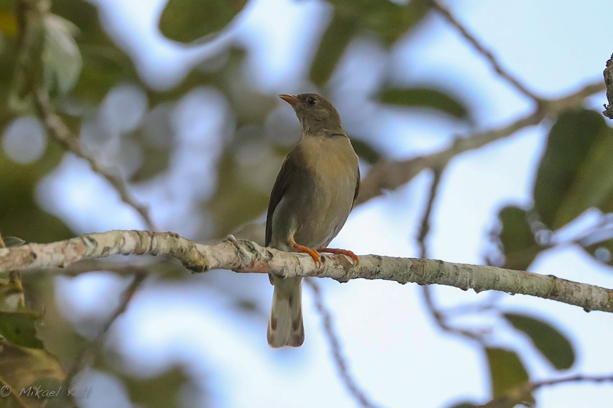 Yellow-footed Honeyguide - ML407267411